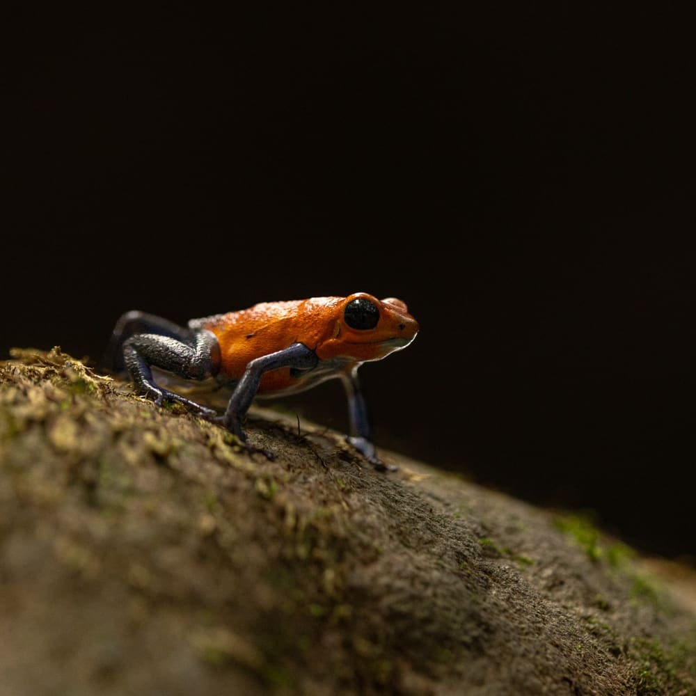 Wildlife photography featured on the expedition landing page