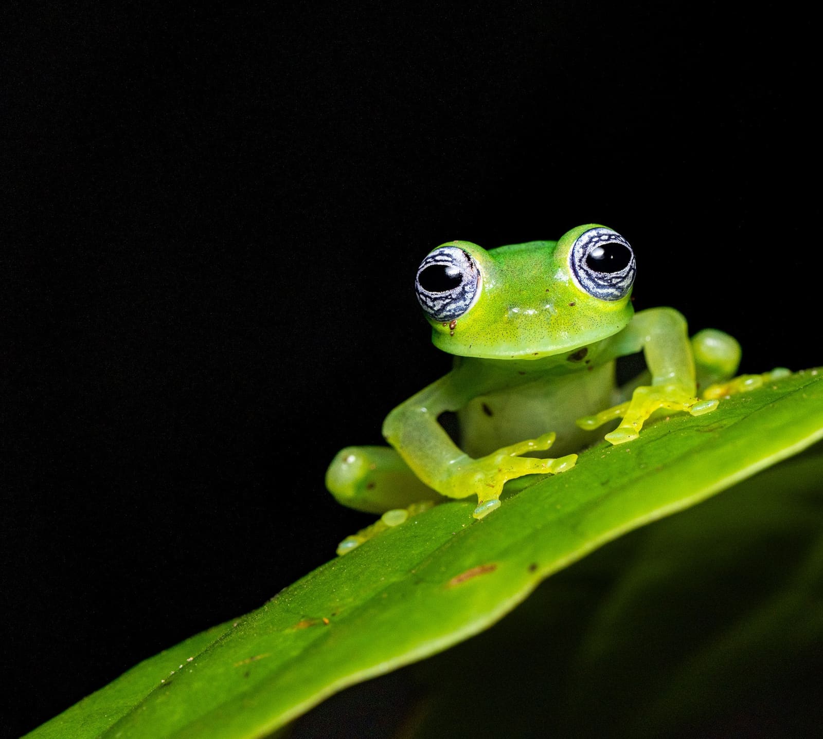 Costa Rica Wildlife Photography Expedition landing page, designed and built by Steady Drift Studio